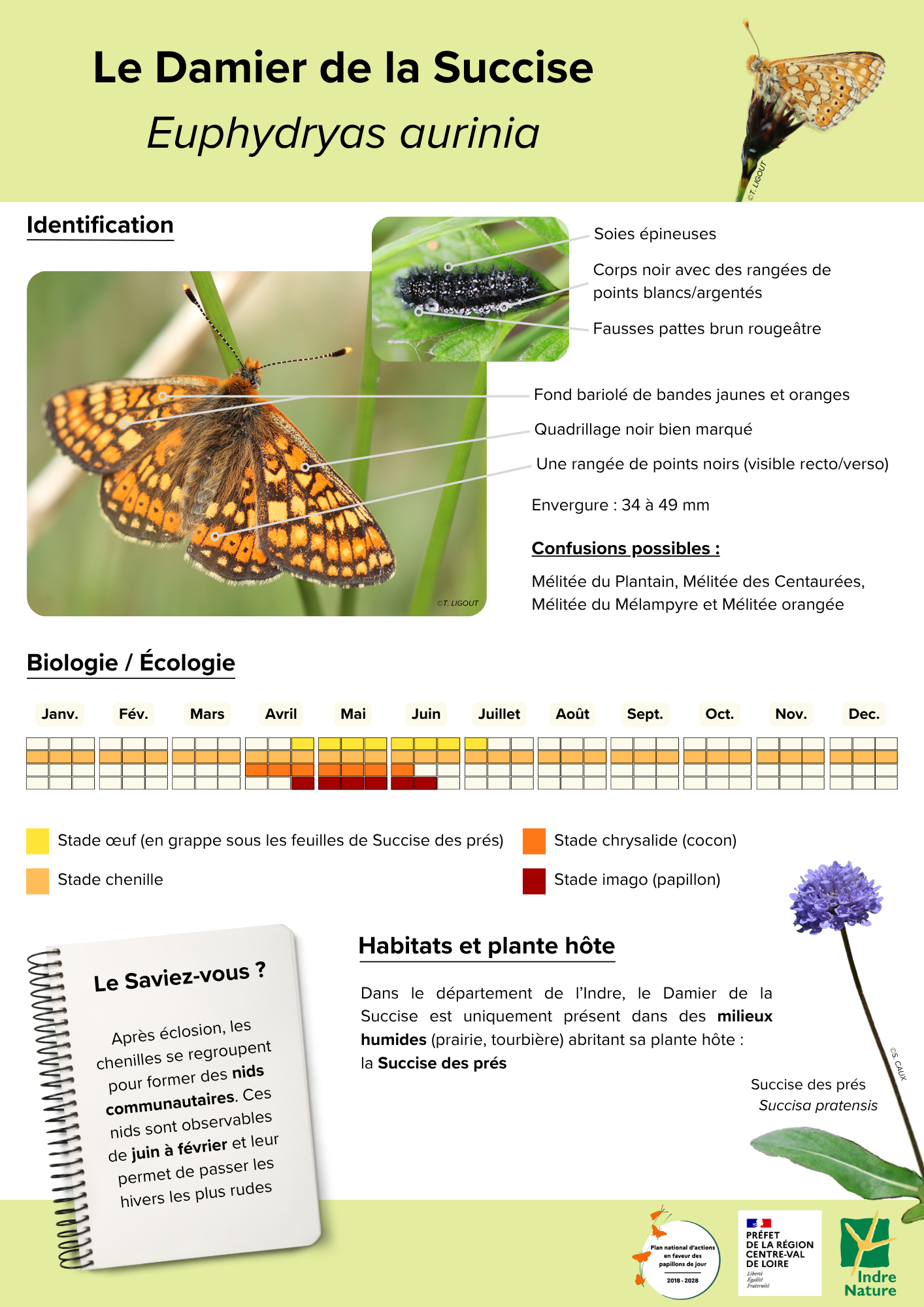 damier de la Succise