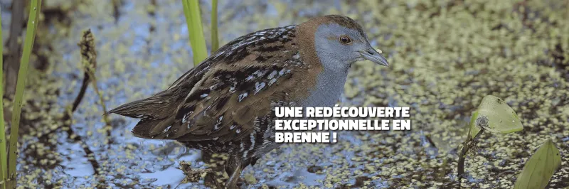 Marouette indre nature