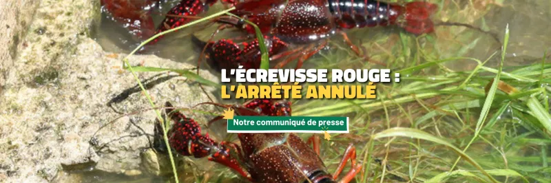 écrevisse rouge indre nature brenne