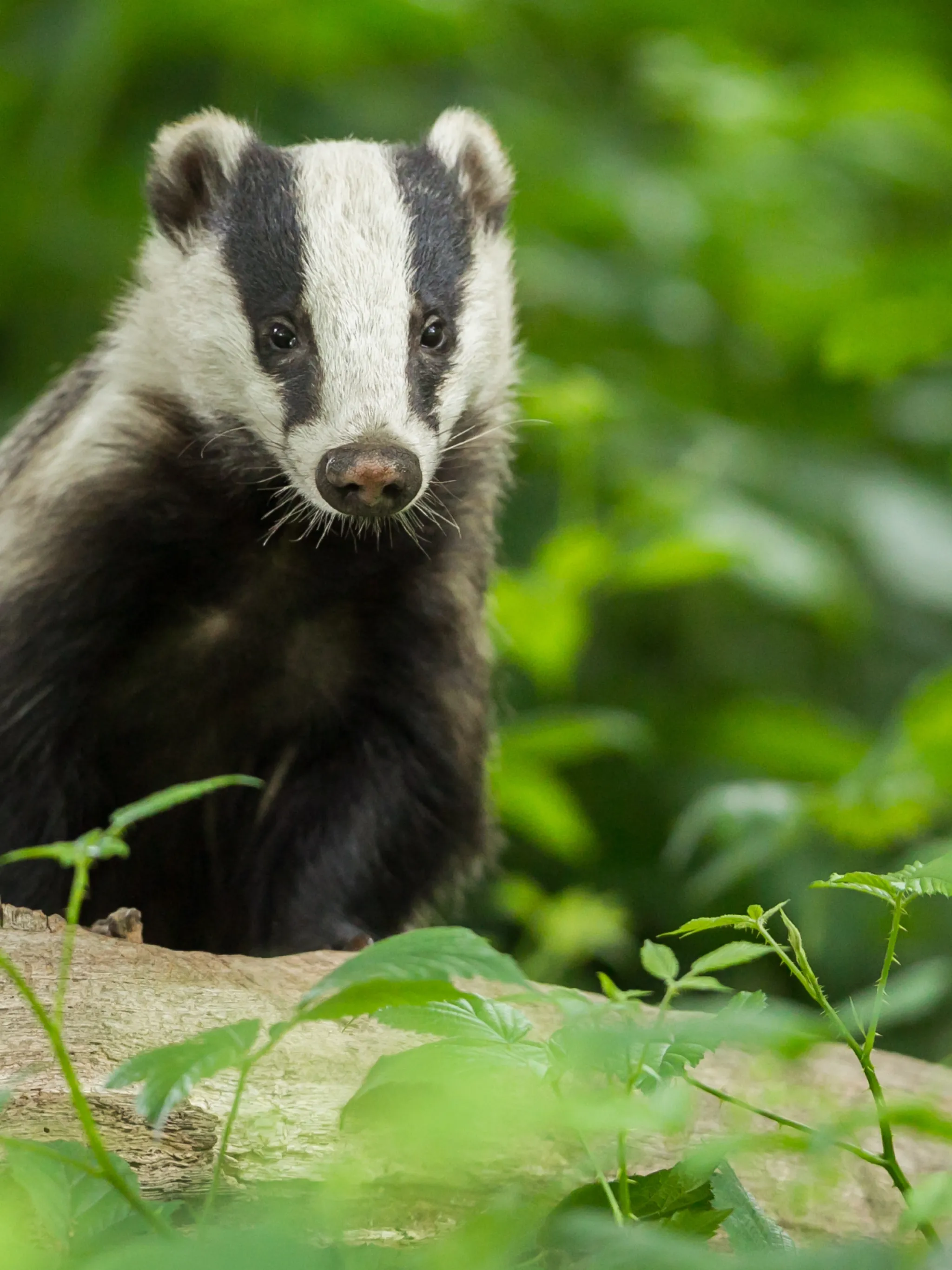 Blaireau Indre Nature