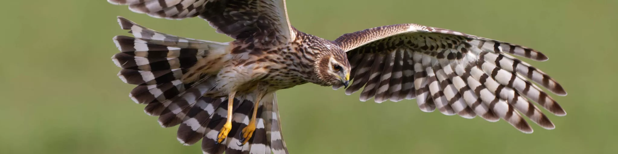 femme busard saint-martin