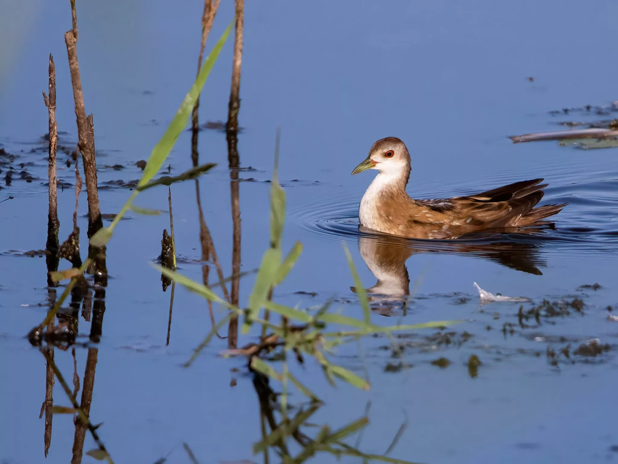 marouette poussin indre nature