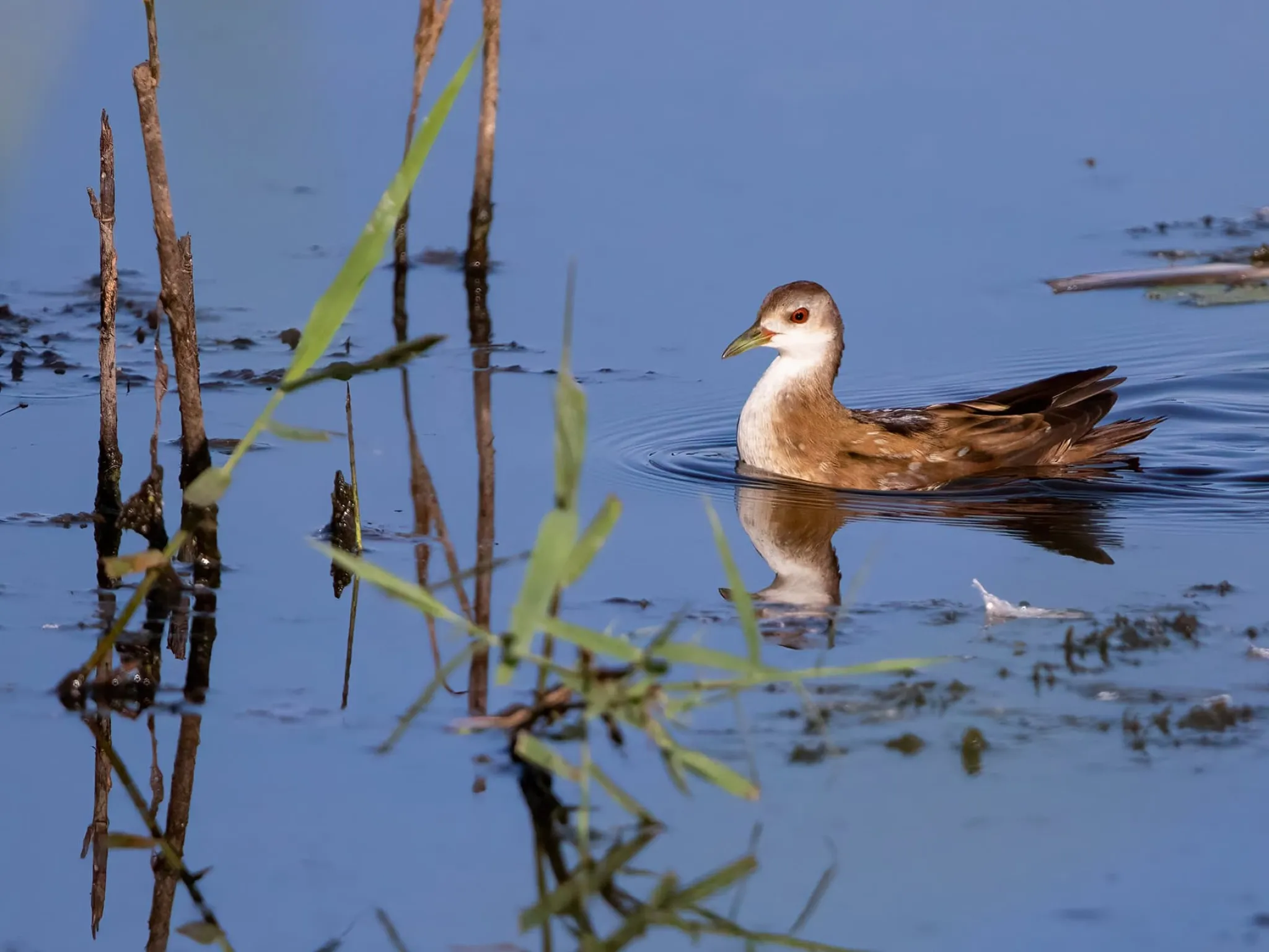 marouette brenne indre nature