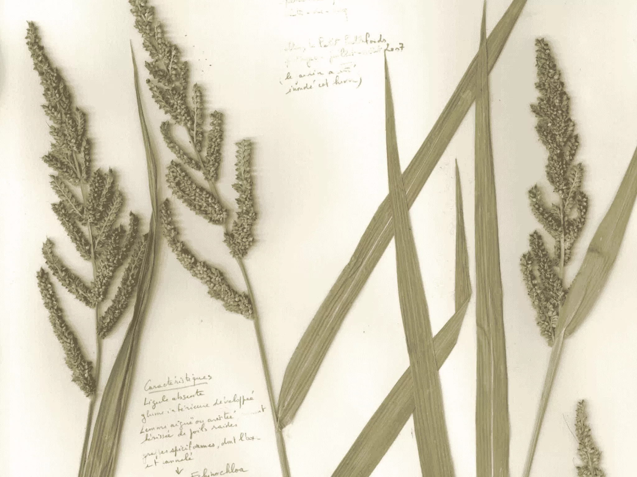 exposition herbiers graminées