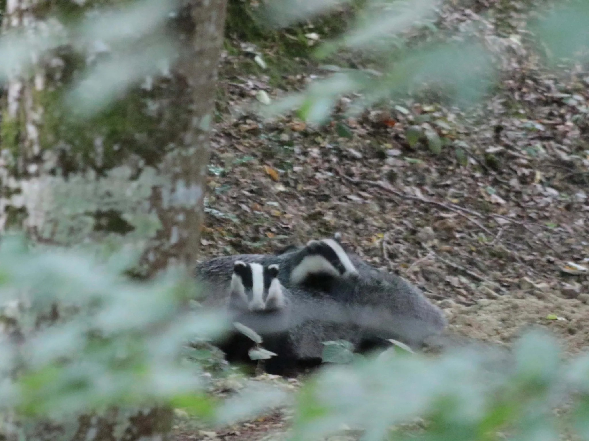 blaireau sortie nature indre