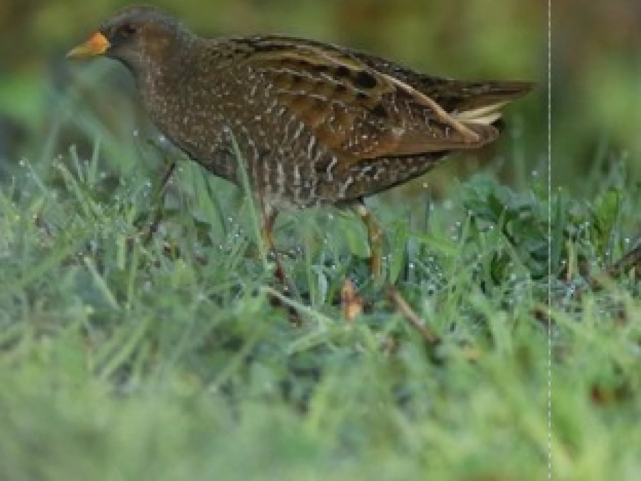 Marouettes indre nature