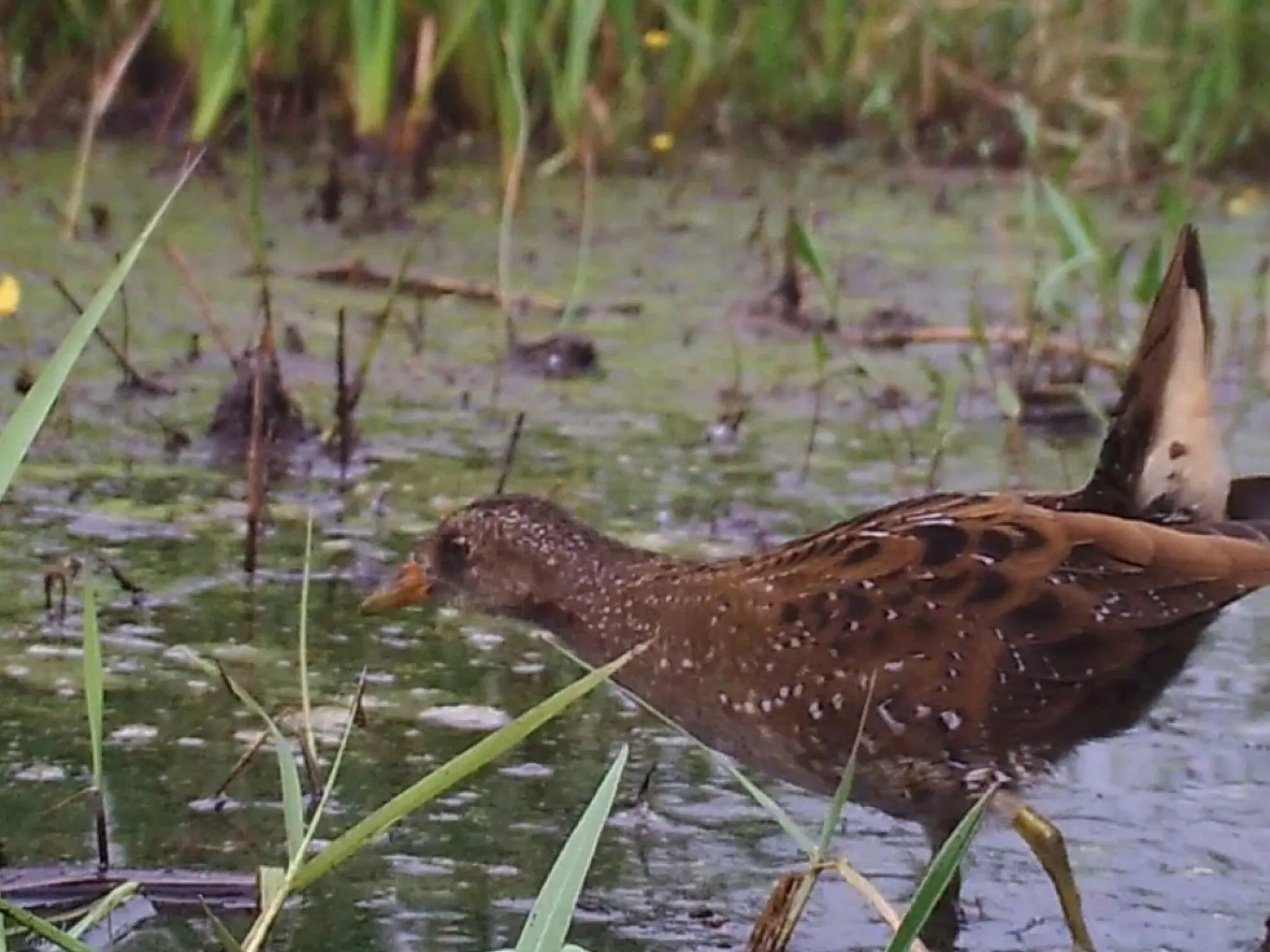 Marouette ponctuée Indre Nature Brenne