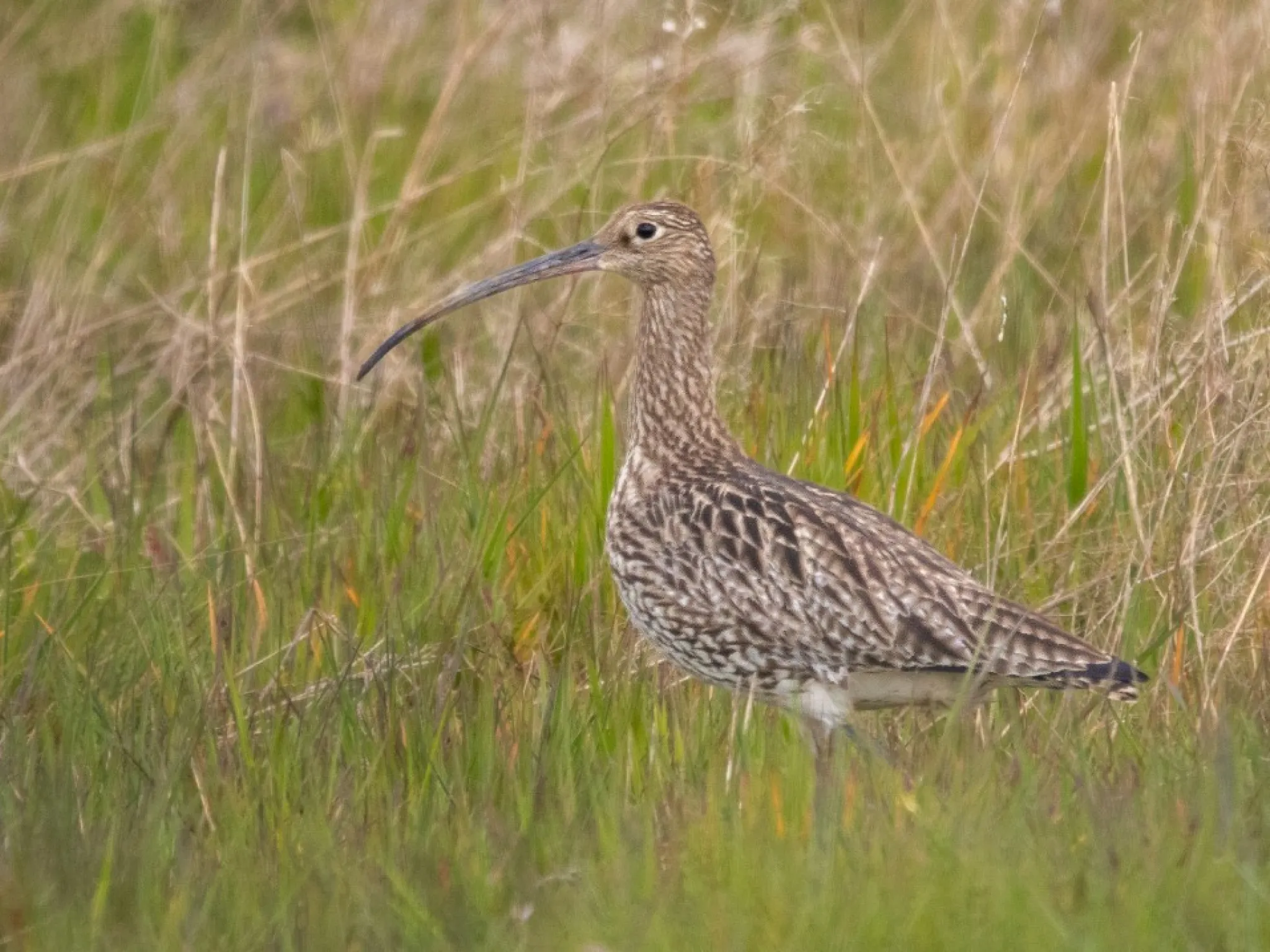 Courlis cendré ornitho indre nature