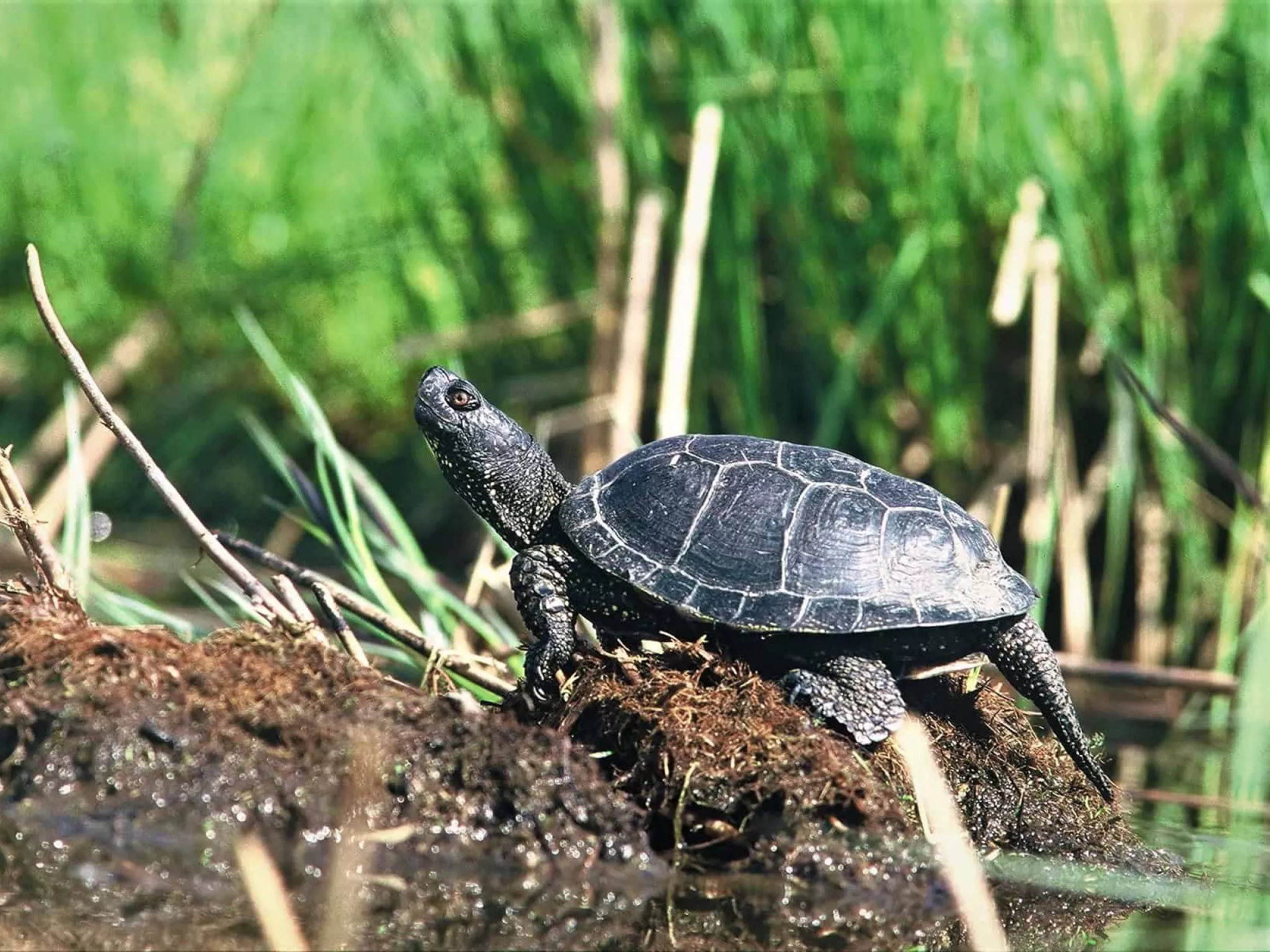 cistude brenne indre