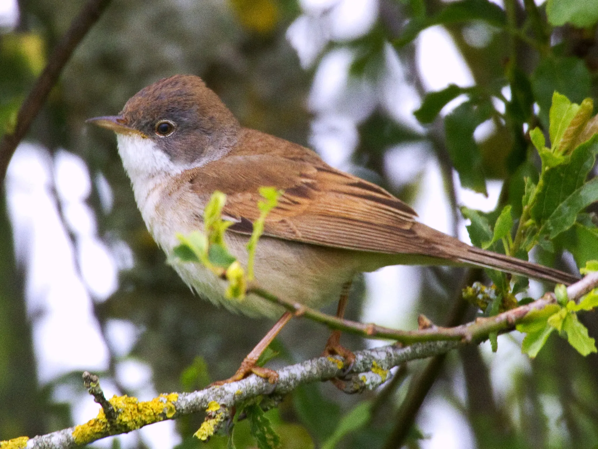 oiseaux indre nature fauvette