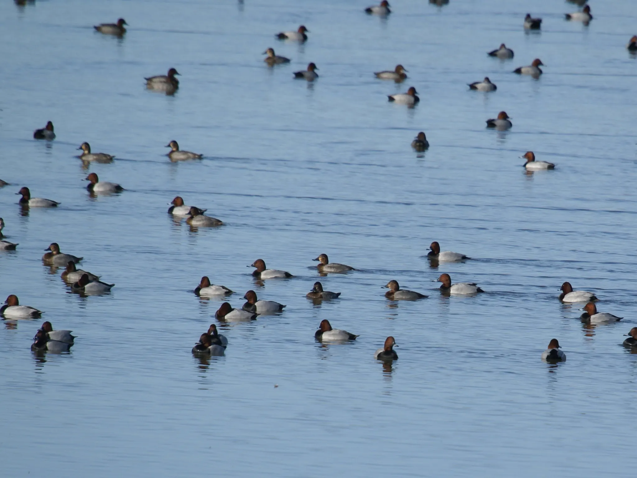 oiseau indre nature brenne