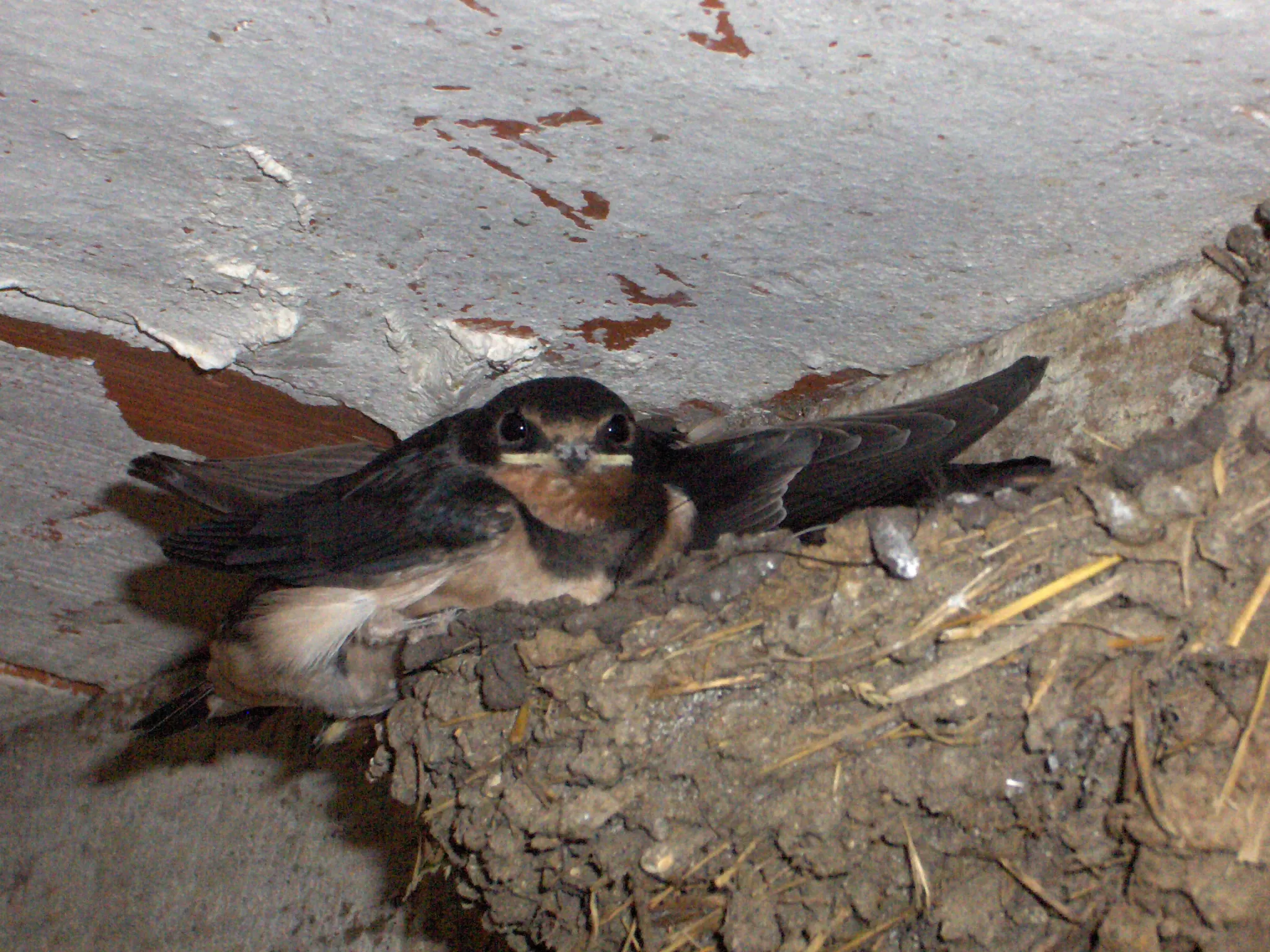 hirondelle indre nature