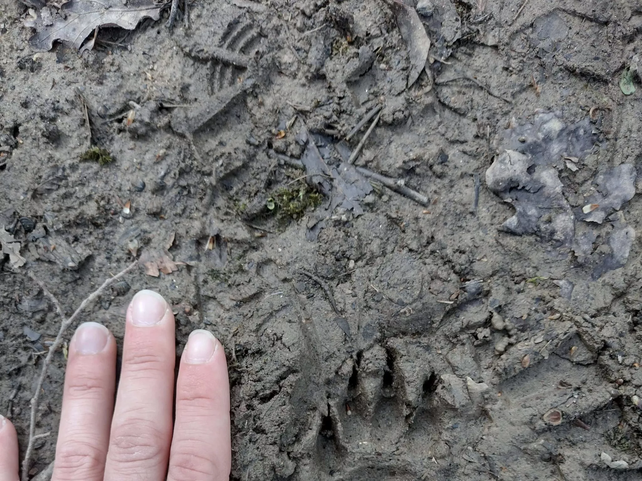 trace et indice animaux indre nature