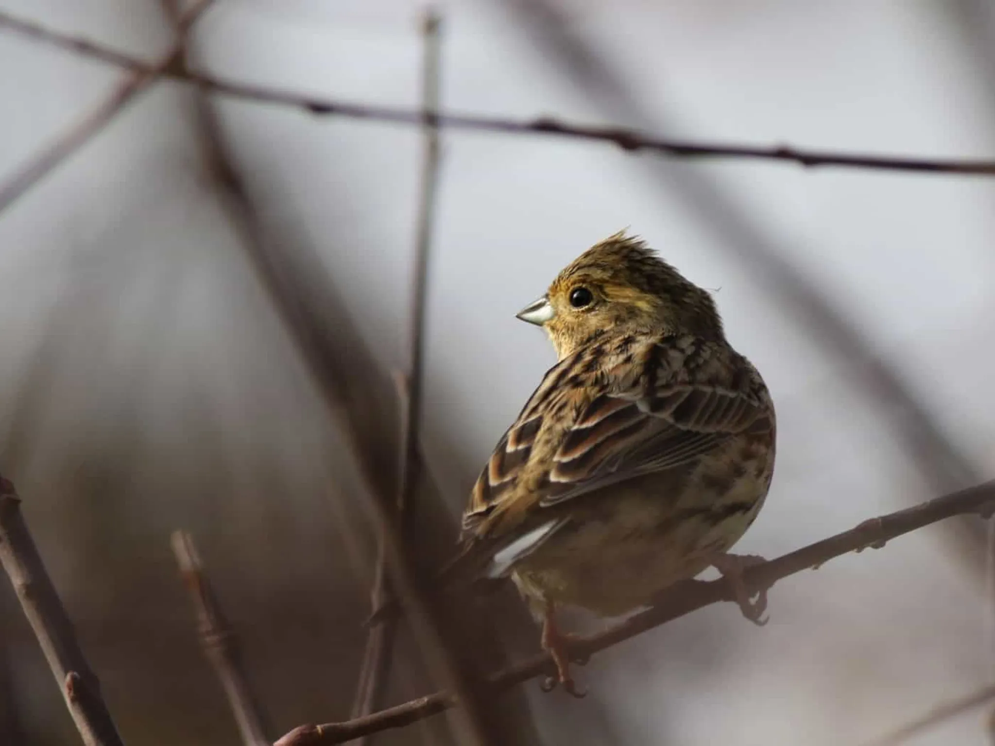 bocage oiseau indre nature
