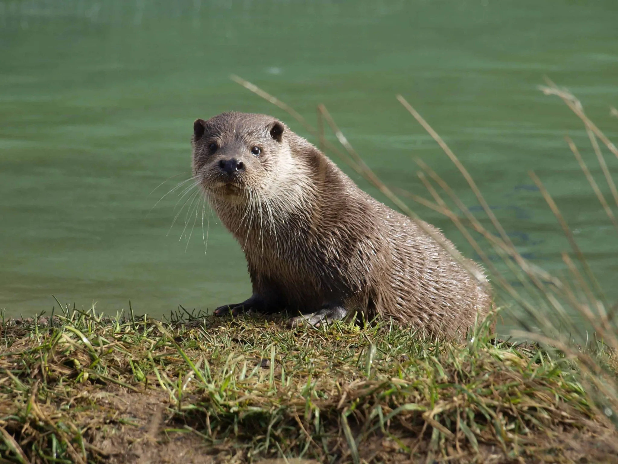 loutre d'europe indre nature