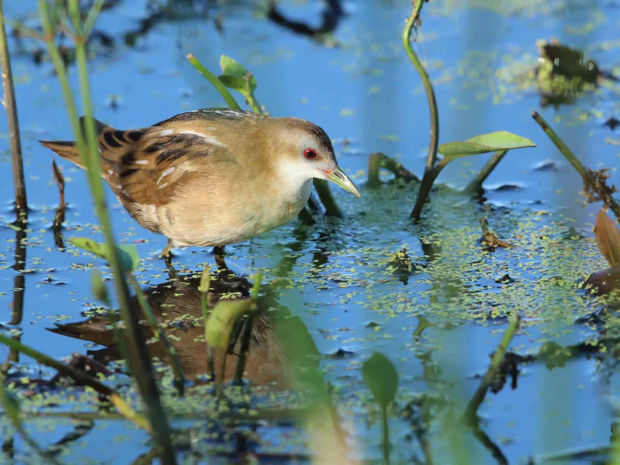 Marouette poussin (photo : C. Mercier)
