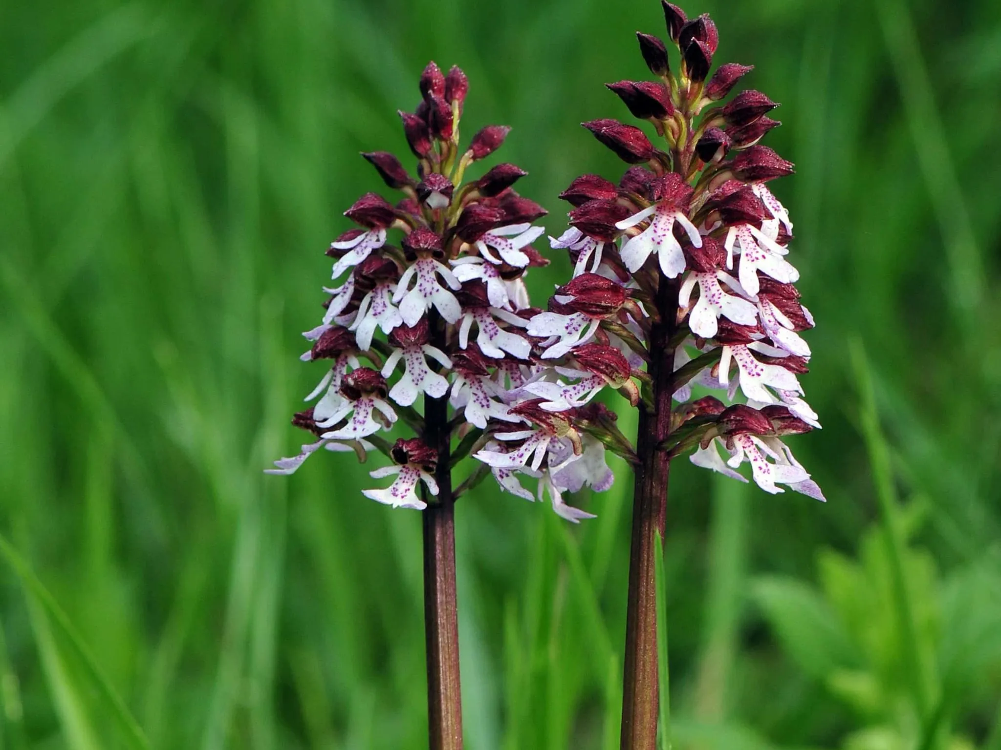 orchis indre nature