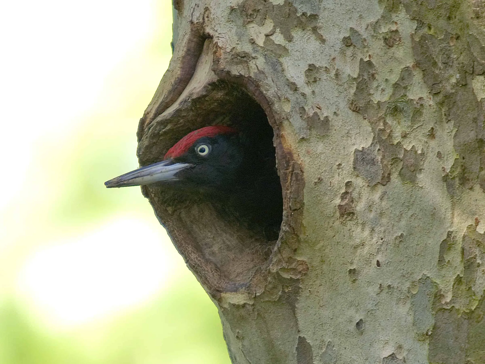 pic noir indre nature