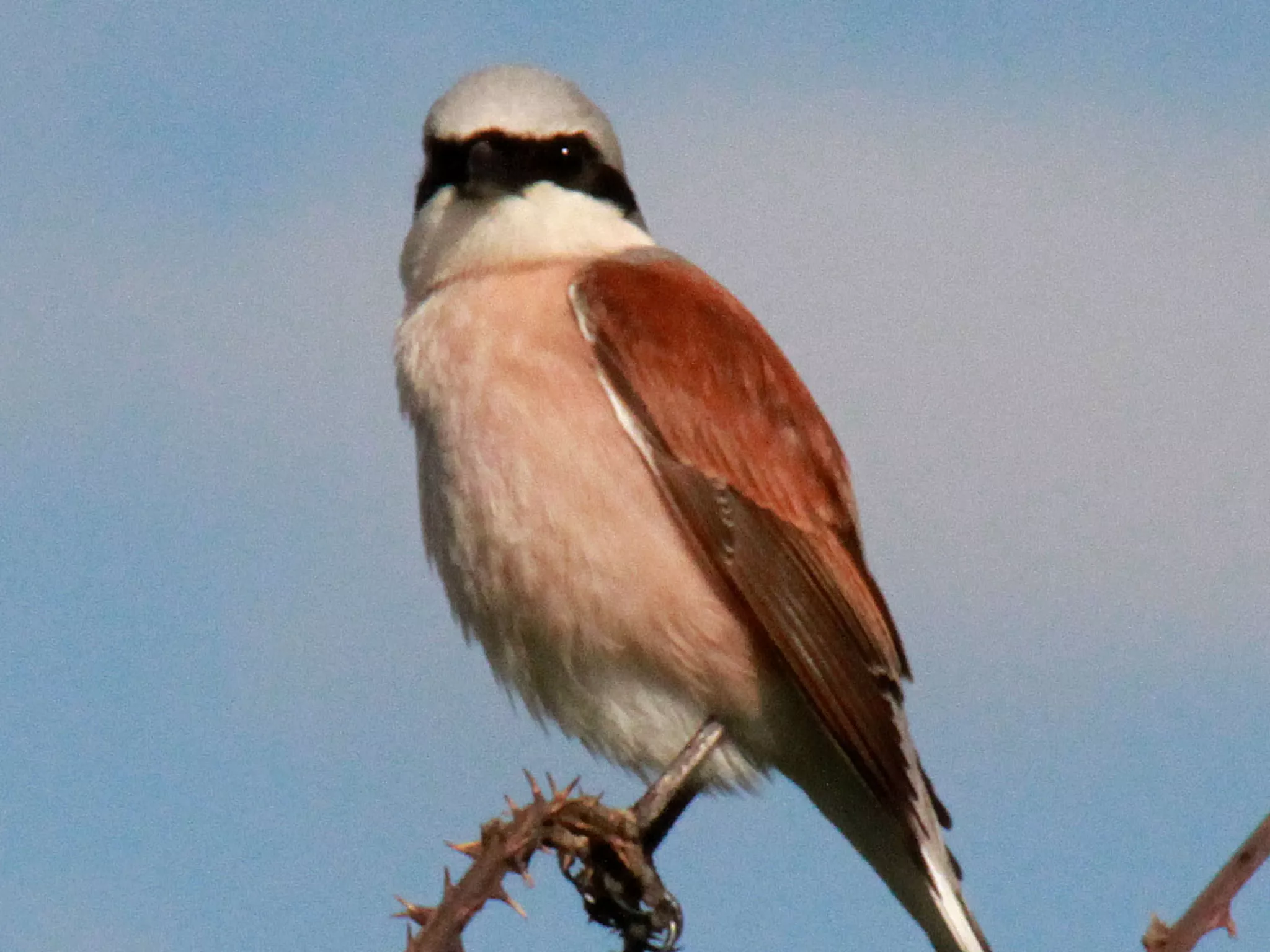 pies-grièches indre
