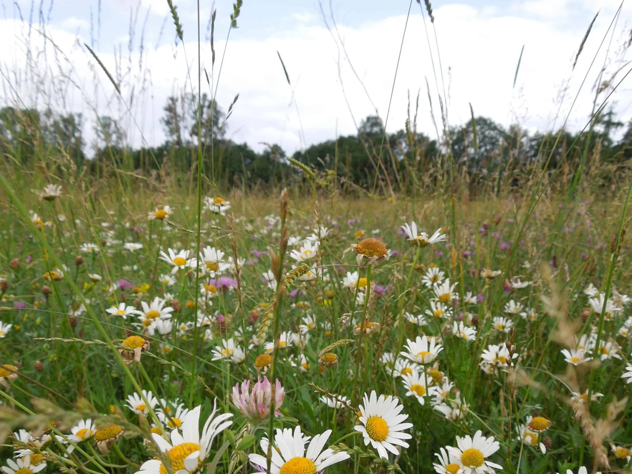 indre nature prairie fleurie MHF