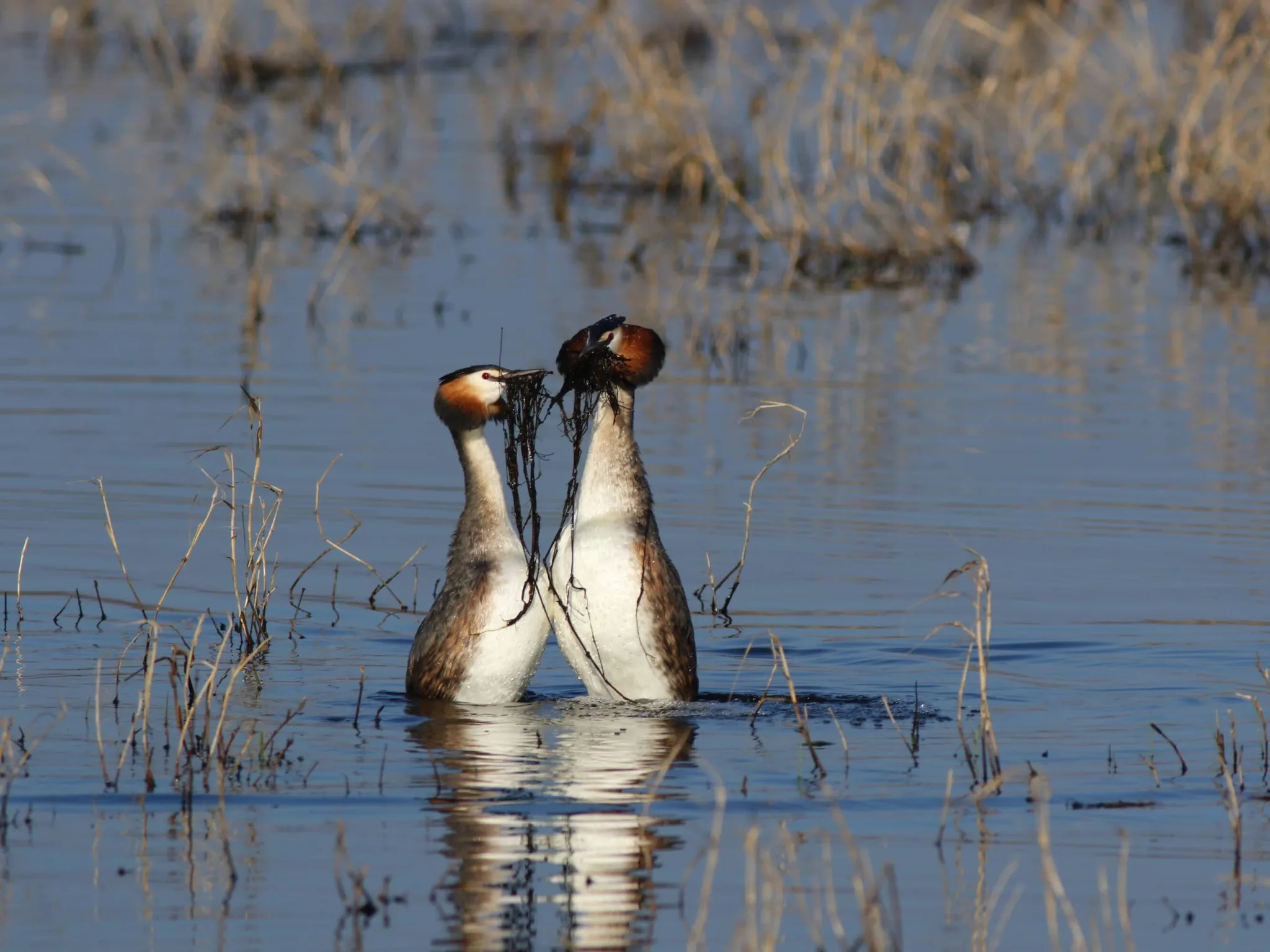 Sexe et séduction chez les oiseaux