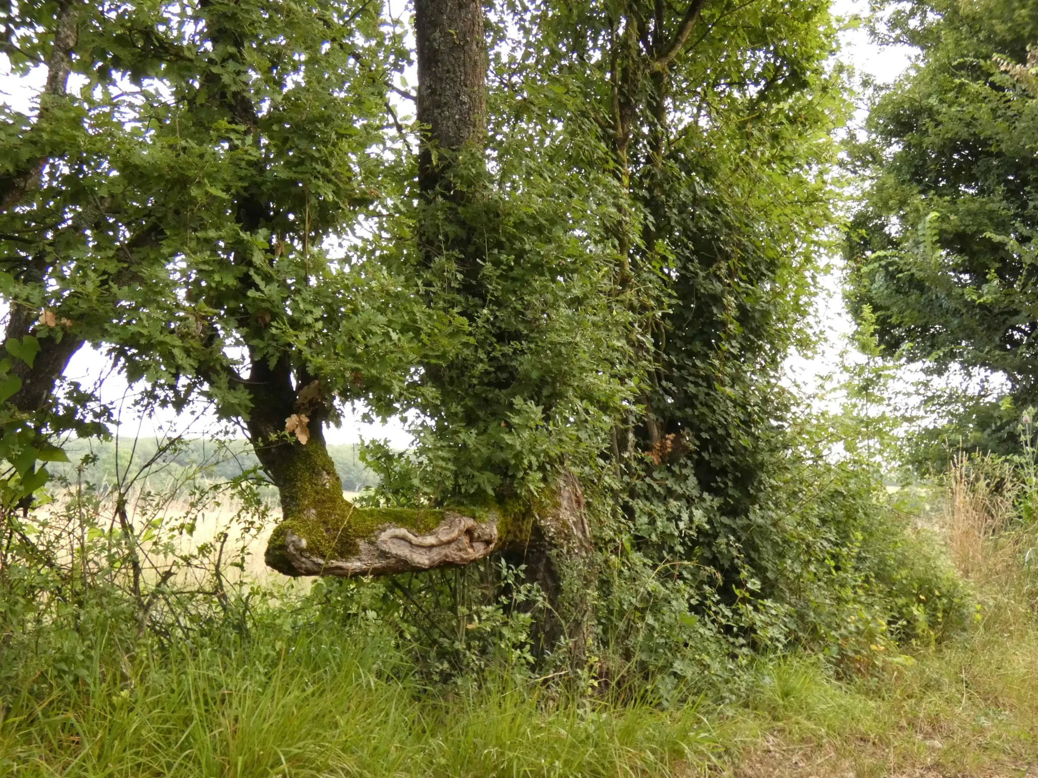 Initiation au plessage des haies