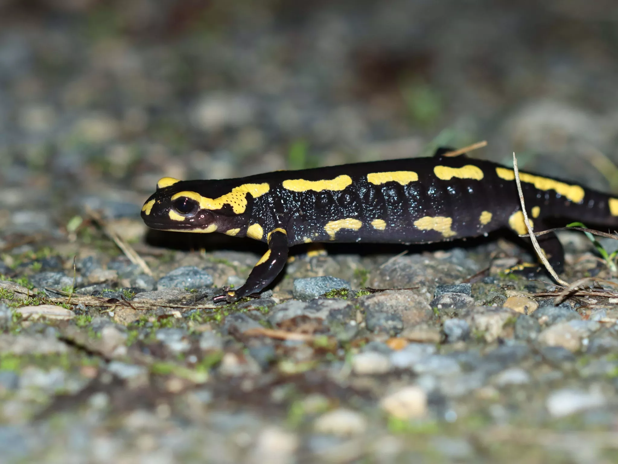 salamandre Indre nature