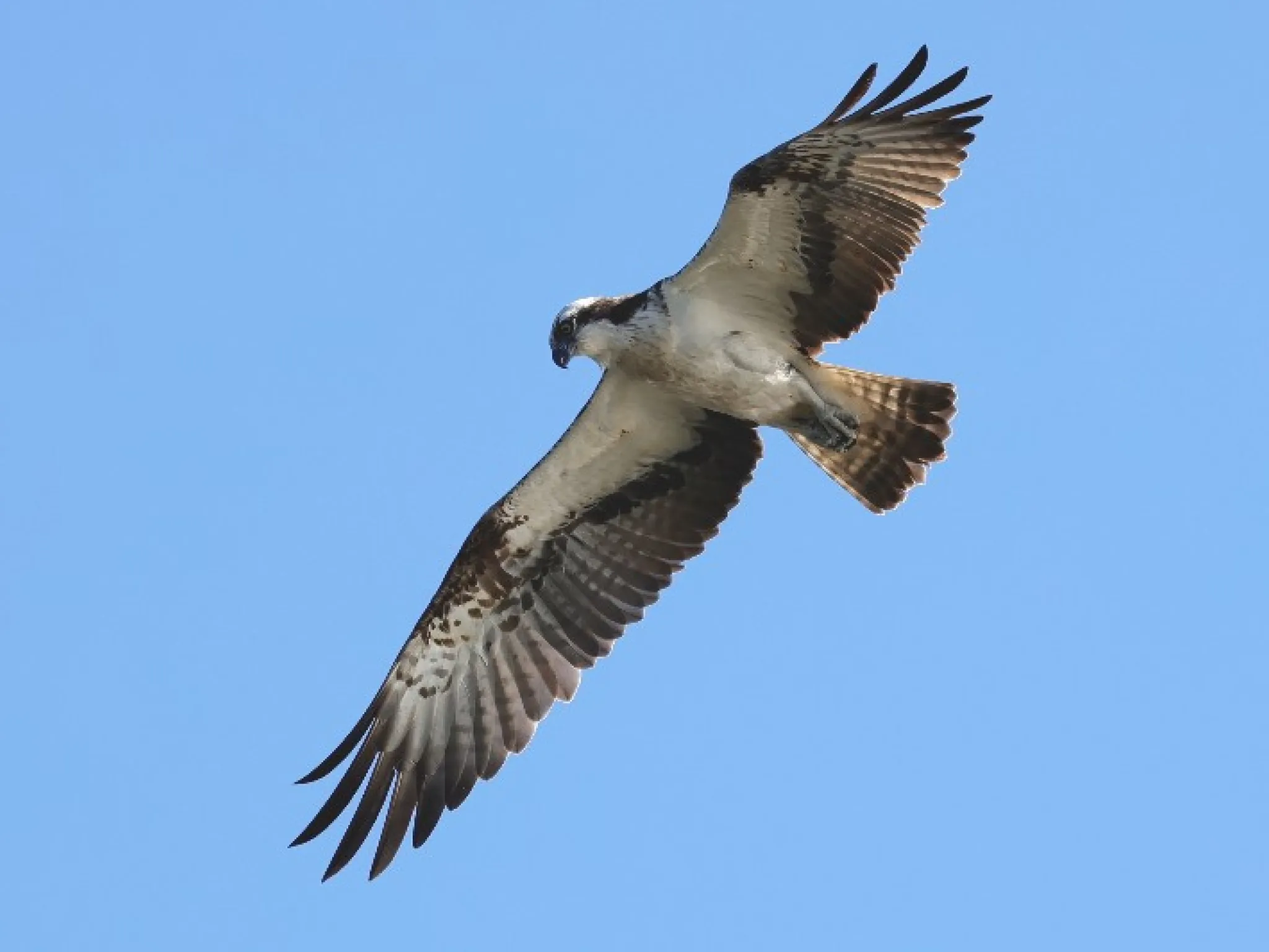 rapace indre nature