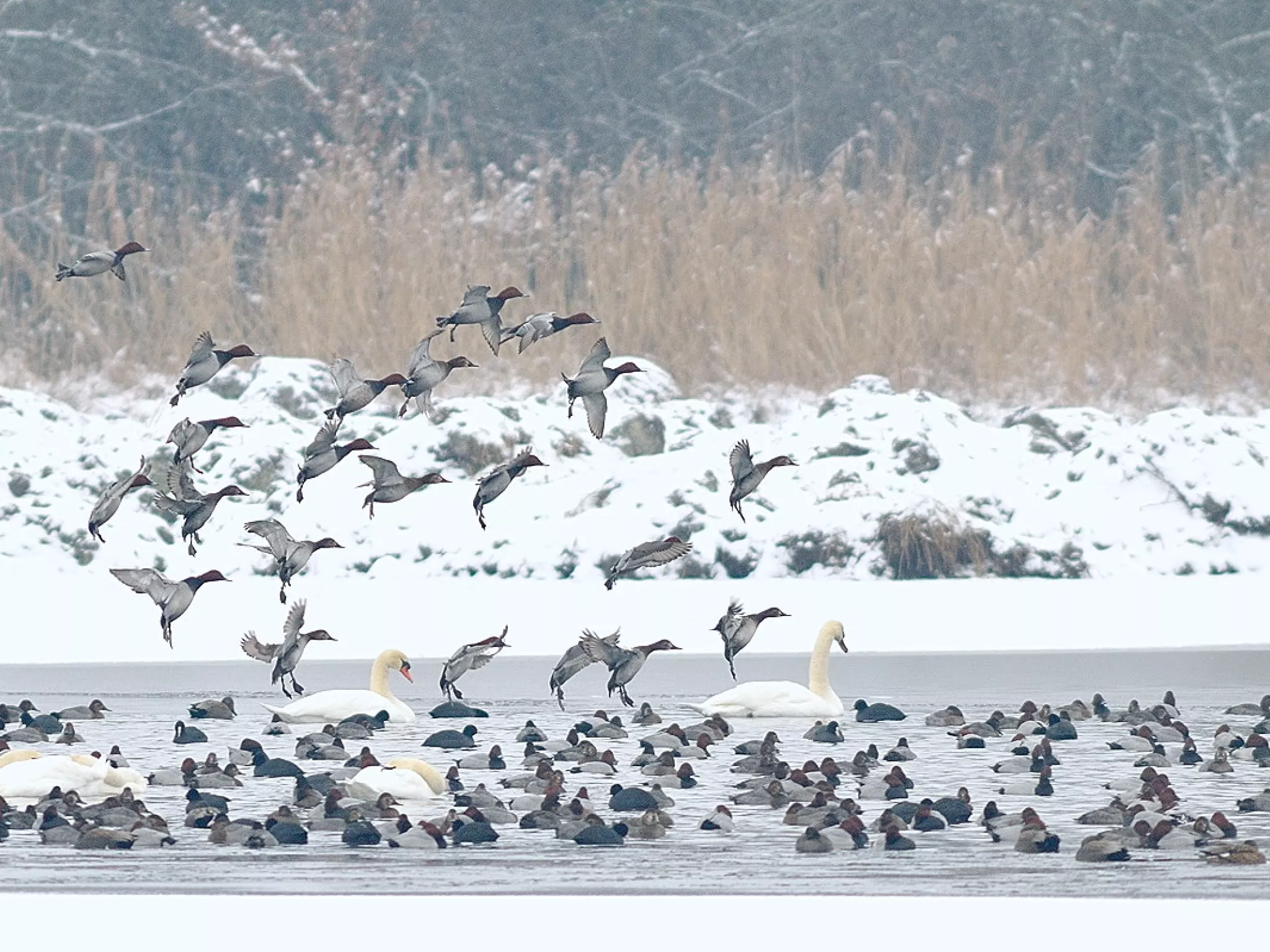oiseaux d'eau indre brenne