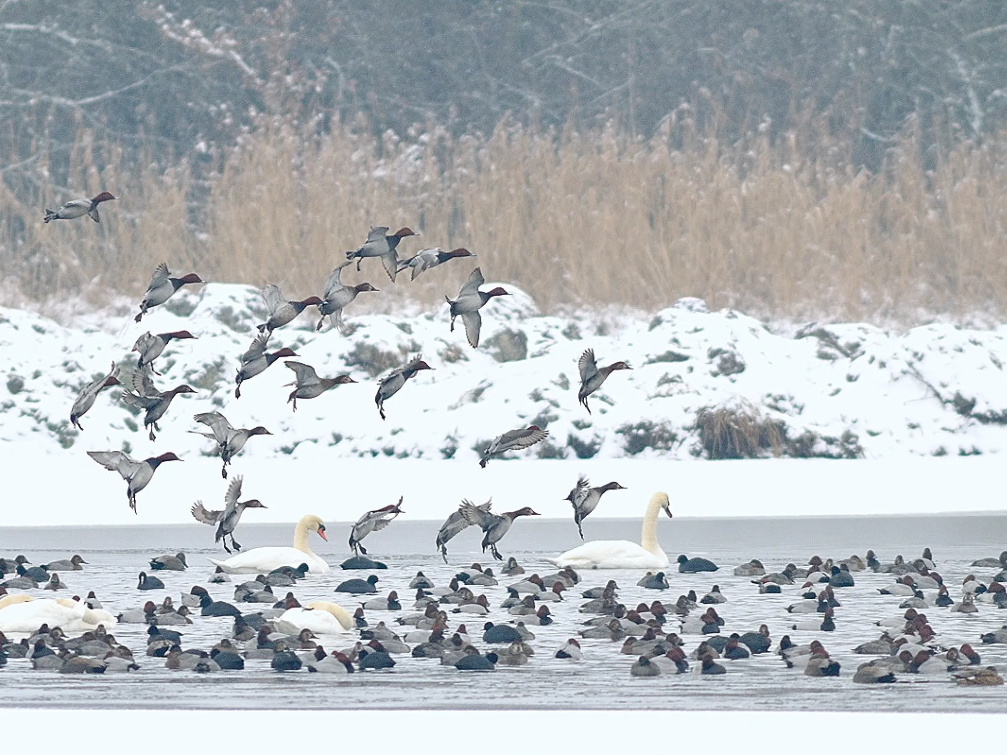 Photo oiseaux hivernants
