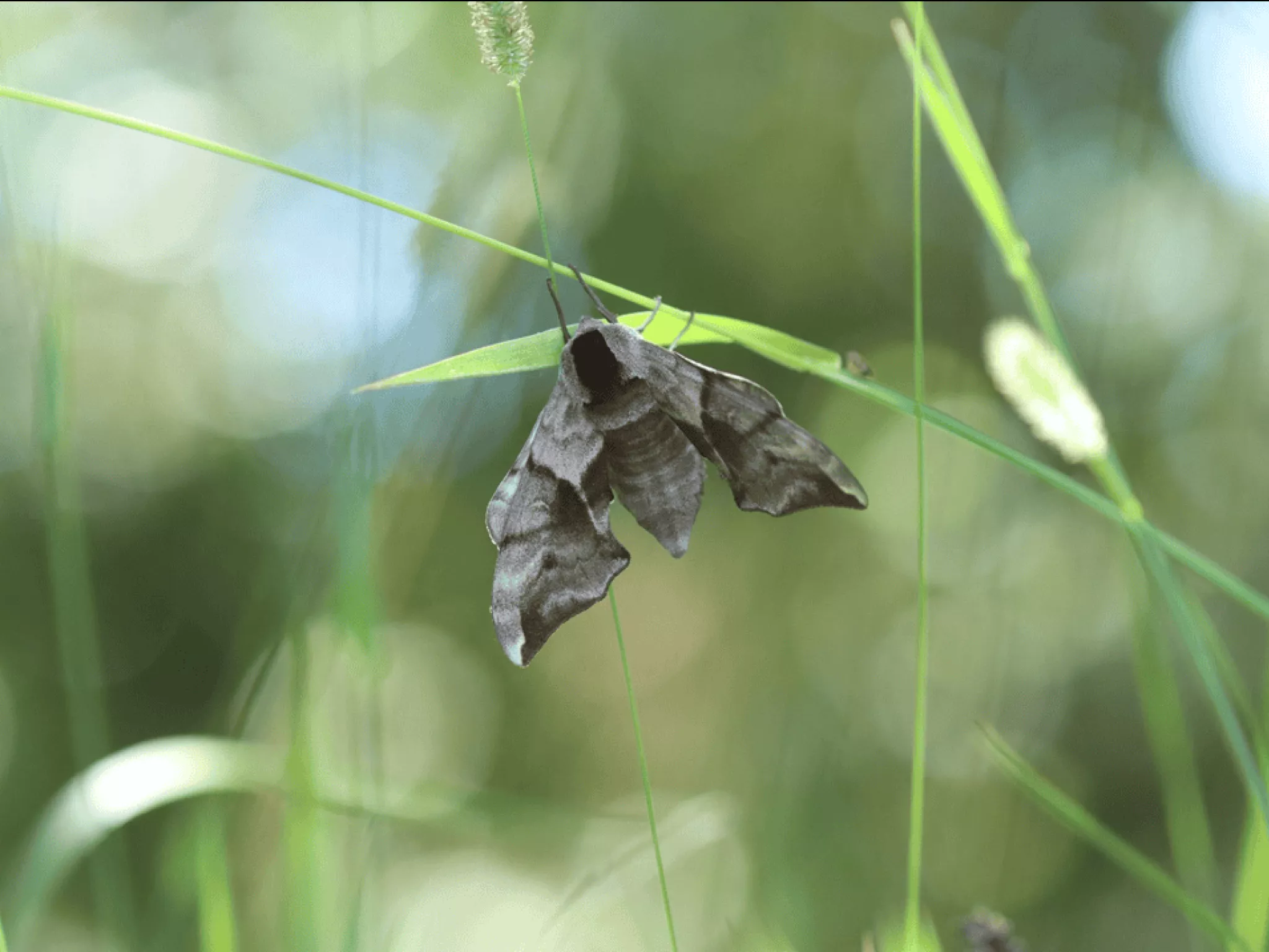 papillons de nuit indre