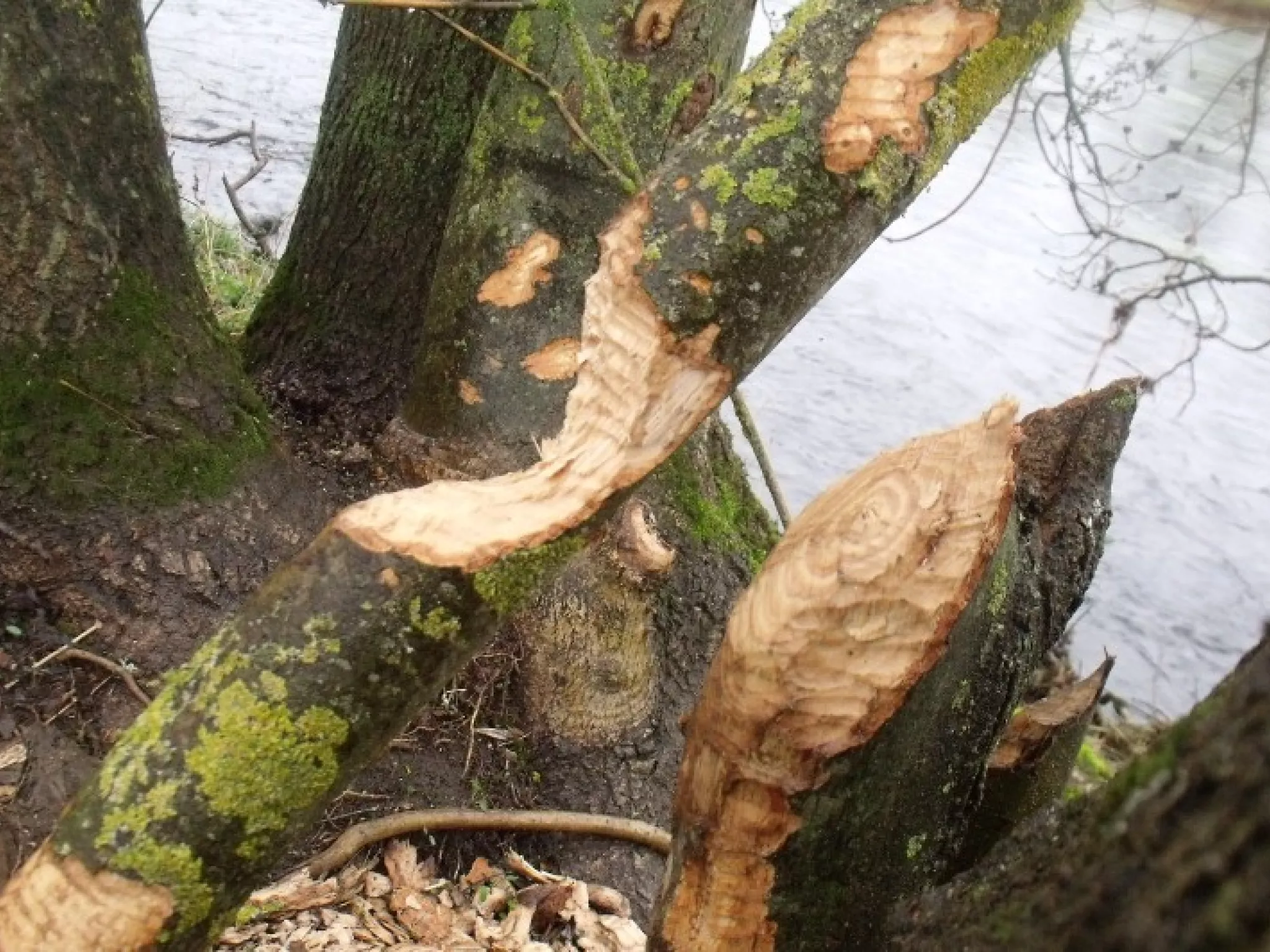 castor châtillon indre