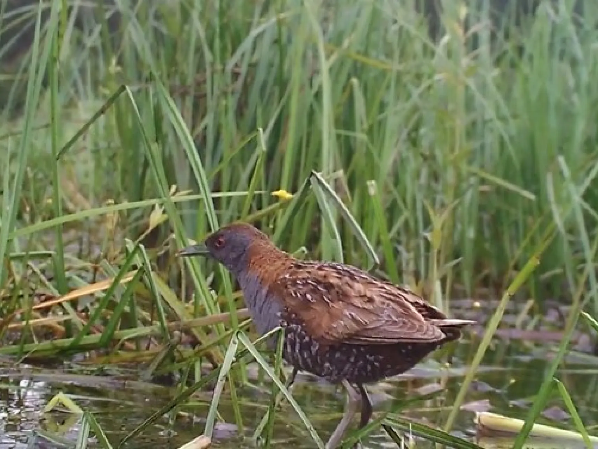 marouette de Baillon
