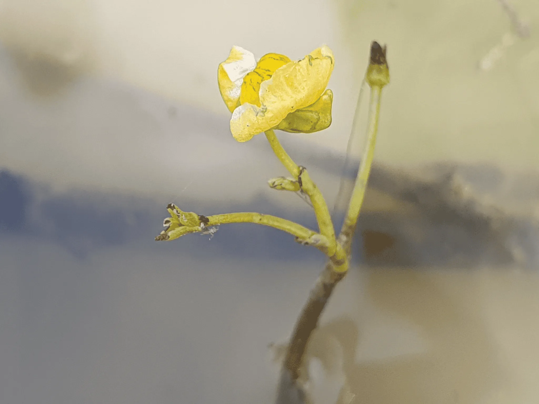 plante indre nature brenne