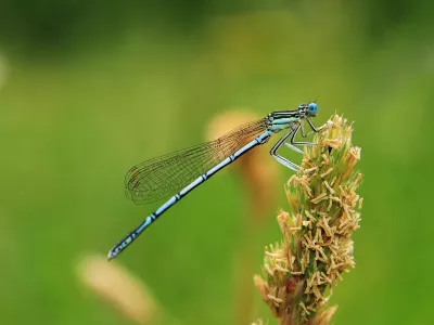 Platycnemis pennipes_Jean-Pierre BARBAT