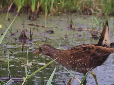 Marouette ponctuée Indre Nature Brenne