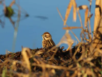 Bruant des roseaux (c) Quentin Giraud