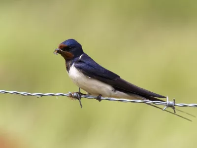 hirondelle rustique STOC indre nature