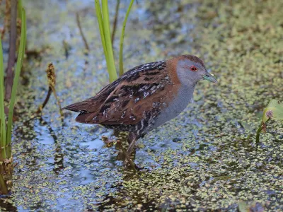 marouettes indre nature